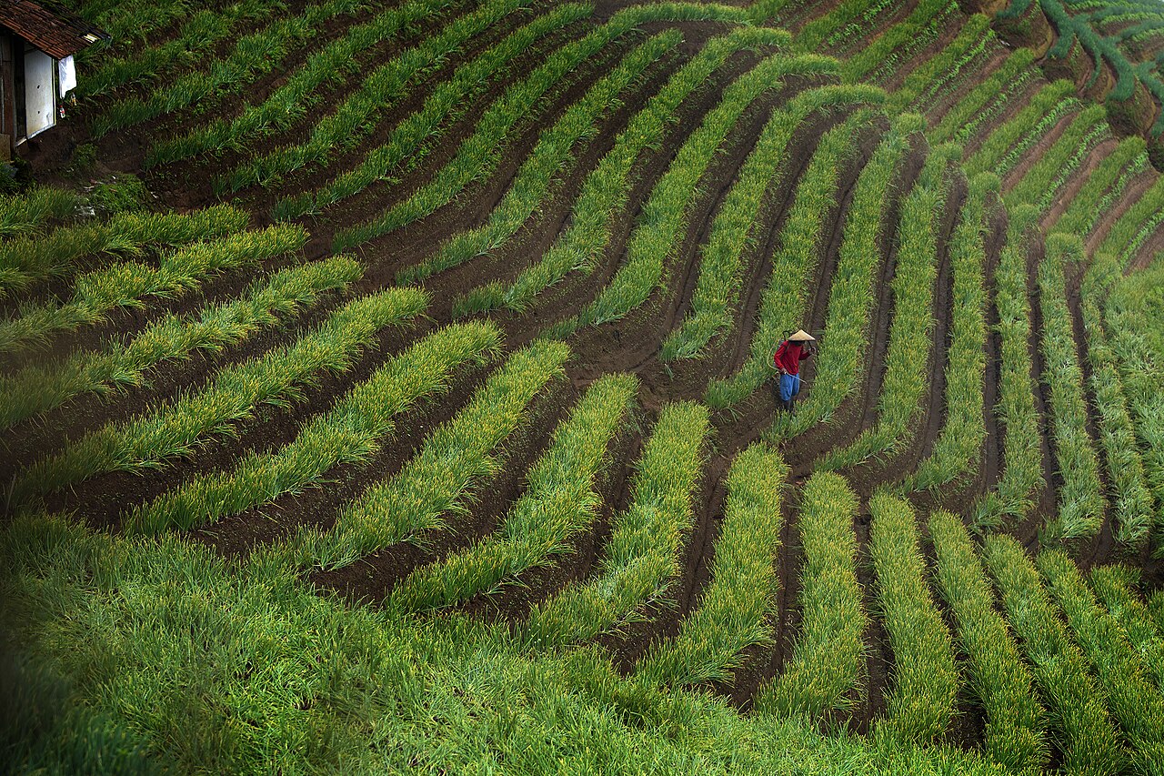 Kebun bawang di lereng