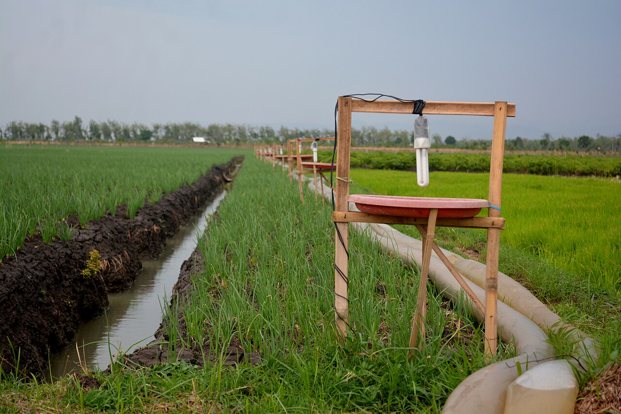 Apa yang dipertimbangkan petani Banjarsawah sebelum menanam bawang?