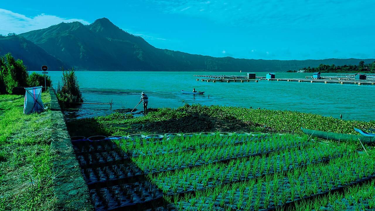 Ladang bawang merah dekat danau