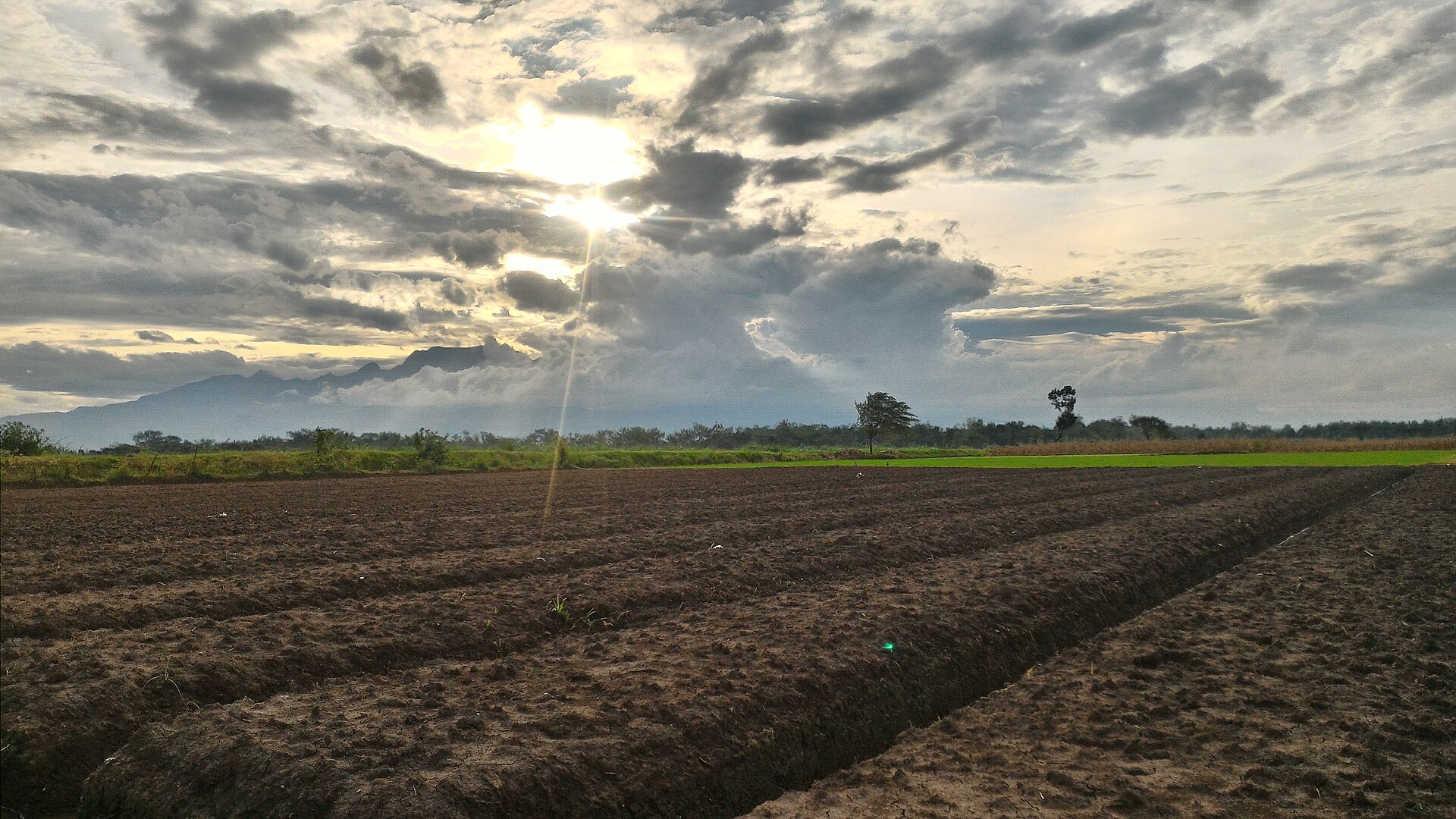 Proses produksi benih bawang bermutu — BRMP Sayuran