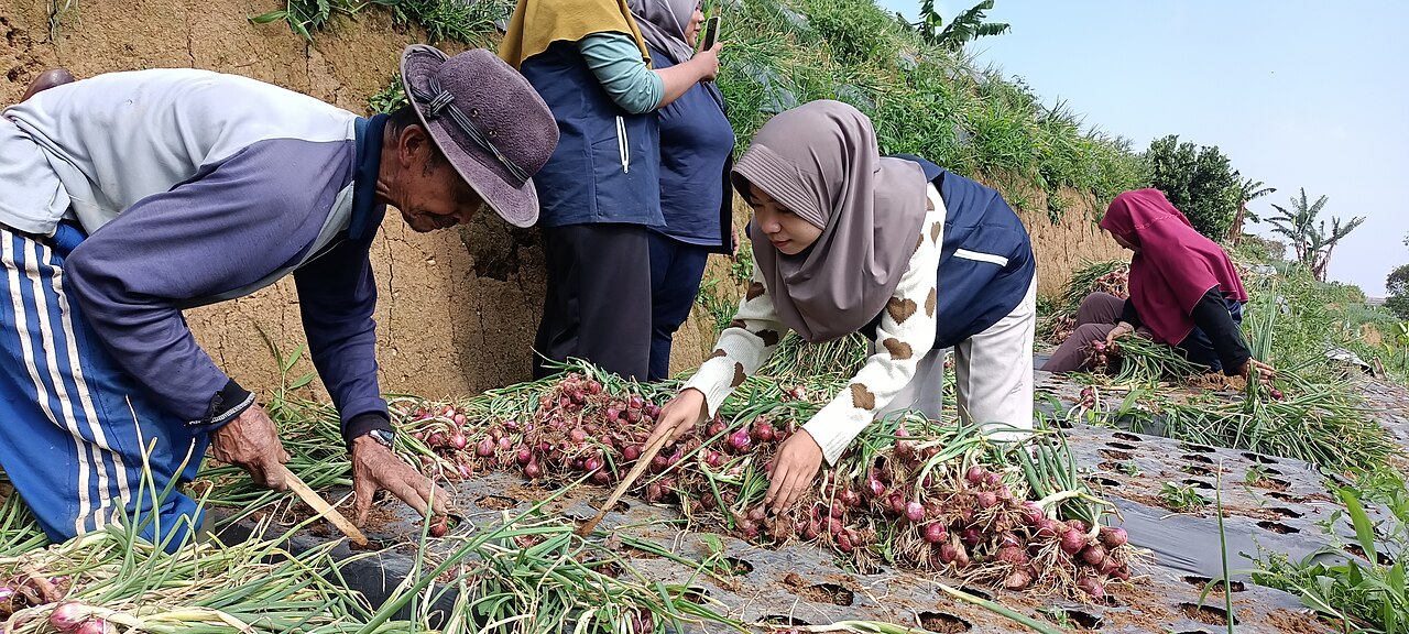 Warga memanen bawang merah