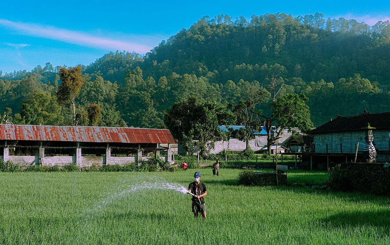 Petani menyiram lahan bawang