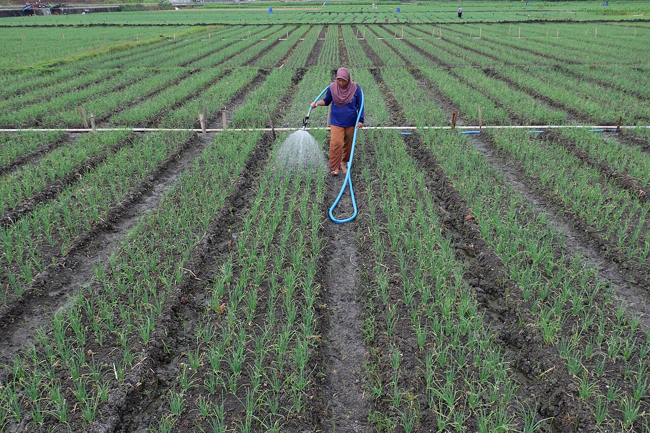 Tali mencoba alat penyiram bawang di Sumberbulu