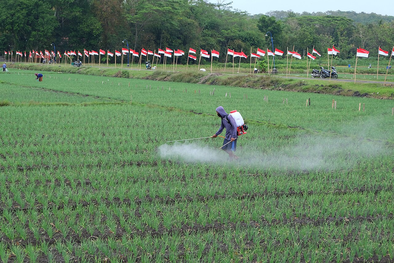 Sekolah lapang bawang merah di Sumberbulu
